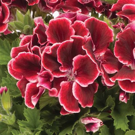 Geranium 'Aristo Red Beauty' | Geraniums, Red plants, Annual bedding plants