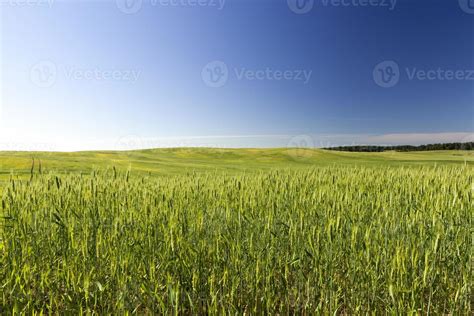 agriculture for food production 9408571 Stock Photo at Vecteezy