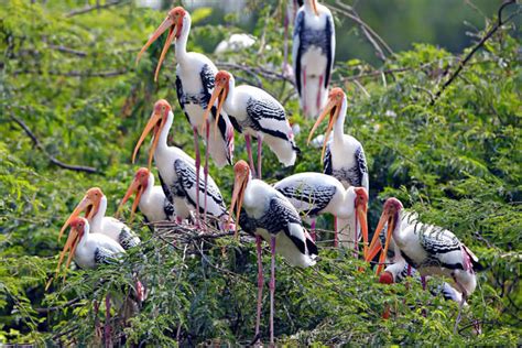 India’s top bird sanctuaries you must visit once in a lifetime! | Times of India Travel