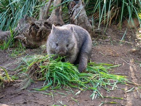 100+ Feeding Wombat Stock Photos, Pictures & Royalty-Free Images - iStock