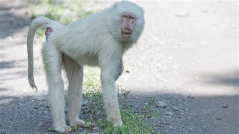 Rare white baboon spotted in Tanzania's Arusha National Park - CGTN