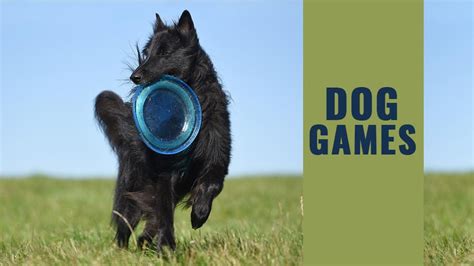 Dog Games – 100% Fun Games To Get Rid Of Dog Boredom - Petmoo