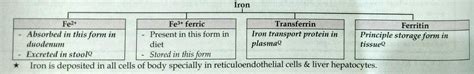 Iron uptake and srorage forms (imp.) (Note: Iron is stored & transported in ferric form ...