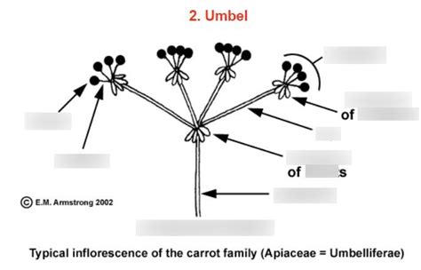 inflorescence terms Diagram | Quizlet