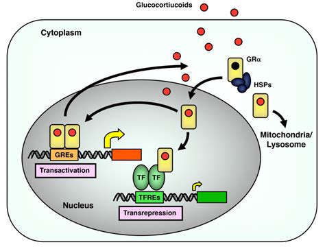 Figure 8. [Intracellular circulation of GR. Circulation...]. - Endotext ...