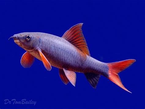 red fin shark cyprinid a.k.a Rainbow Shark freshwater | Aquarium fish, Saltwater aquarium fish ...