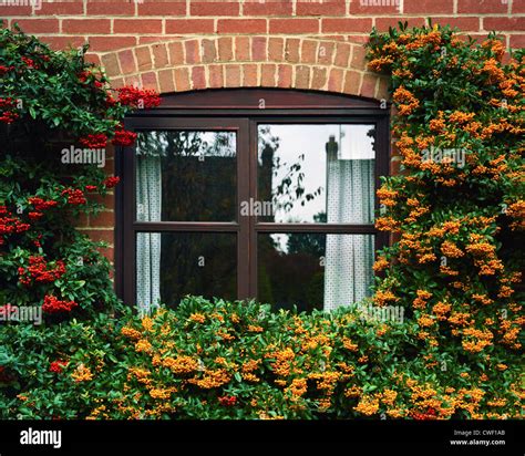 Berries of Pyracantha varieties Mohave and Orange Glow around window Stock Photo - Alamy