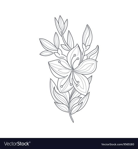 Jasmine flower monochrome drawing for coloring Vector Image