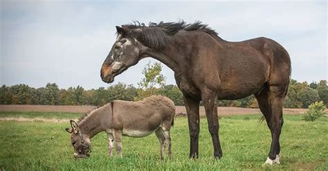 Horse Boarding Guide: Types, Costs & FAQs