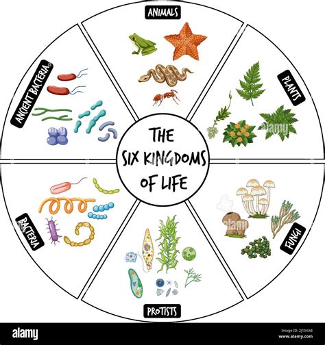 Diagram showing six kingdoms of life illustration Stock Vector Image & Art - Alamy