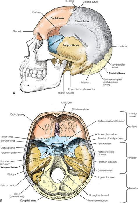 SKULL | Radiology Key