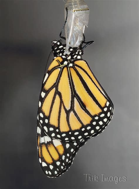 Monarch Butterfly hatching -- Macro in photography-on-the.net forums