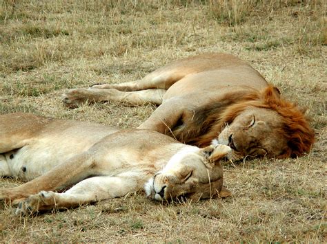 File:Lion and lioness sleeping.JPG