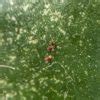 Spider Mites - Identification & Treatment - Indoor Plant Addicts