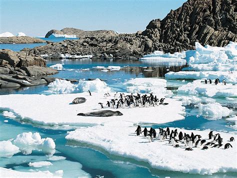 penguin | Features, Habitat, & Facts | Britannica.com