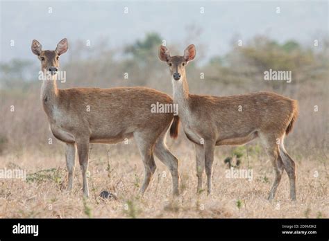 Deer are one of the wild animals that visitors can easily find in Baluran National Park ...