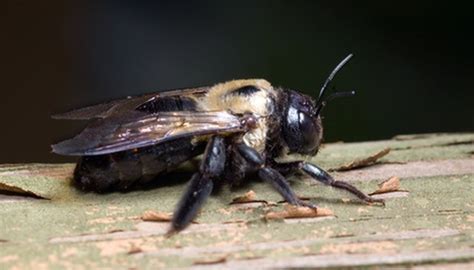 10 Facts About Carpenter Bees | Animals - mom.me