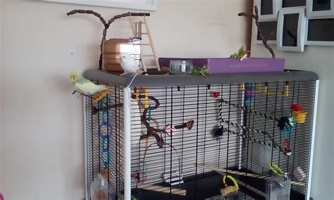 Parakeet Cages | Parakeets | Guide | Omlet US