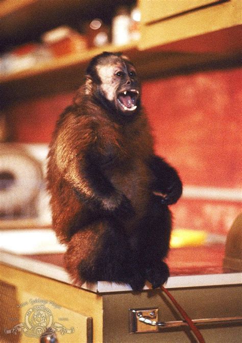 6 Animal Horror Movies that Might Actually Scare You