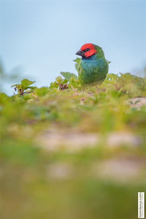 Project manumanu vuka | Photos of all birds of Fiji | Livingdreams.tv