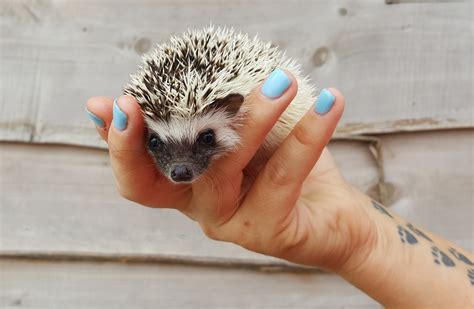 Hedgehogs for sale | Pet hedgehog breeder in Texas