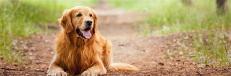 Healthy Dog Food Brands: Our Top 10 Picks in 2019 | Therapy Pet