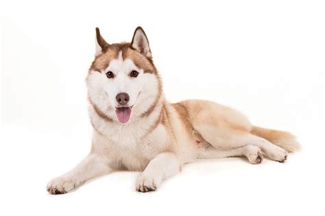 Siberian Husky Temperament and Behavior - DogDwell