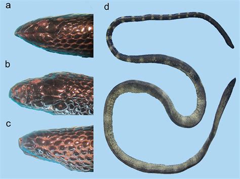 Sea snakes (Elapidae, Hydrophiinae) in their westernmost extent: an updated and illustrated ...