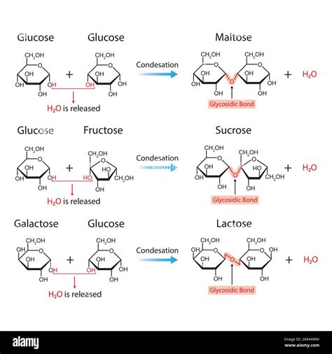 Scientific Designing of Glycosidic Bonds. Glycosidic Bond Formation From Two Monomers. Vector ...