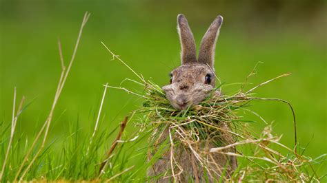 Nesting Rabbit Animals And Pets, Funny Animals, Cute Animals, Wallpaper Gallery, Wallpaper Pc ...