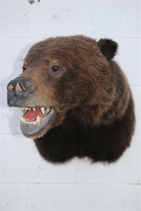 Grizzly Bear Head Mount – P&D International Furtraders