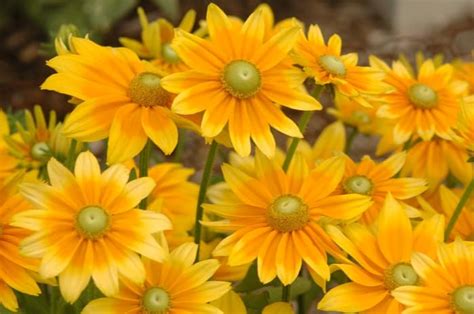 Rudbeckia hirta - Sunny Valley Farms