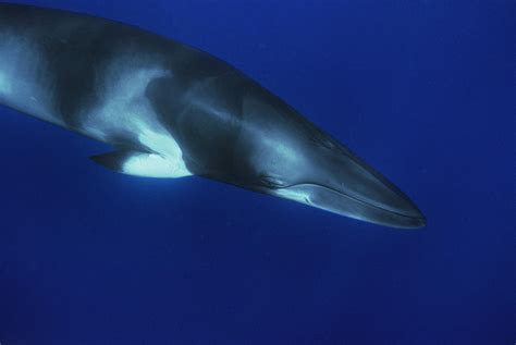 Dwarf Minke Whale Western Australia Photograph by Flip Nicklin