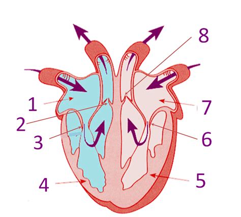 Labeling Parts Of The Heart