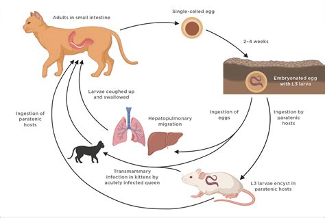 Toxocara cati Infection in Cats | Today's Veterinary Practice