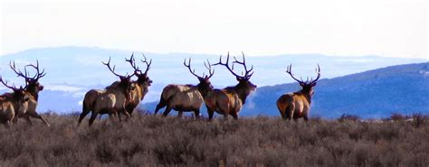 Elk hunting | Idaho Fish and Game