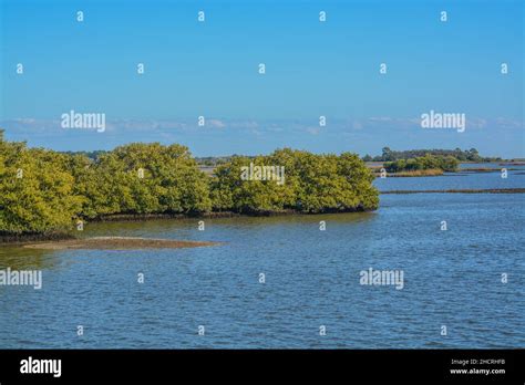 The Mangroves in the Cedar Key National Wildlife Refuge of Cedar Key, Levy County, Florida Stock ...