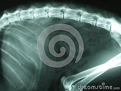 X-ray Cat Royalty Free Stock Images - Image: 18691569