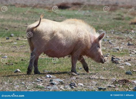 Domestic pig stock image. Image of snout, life, view - 15840155