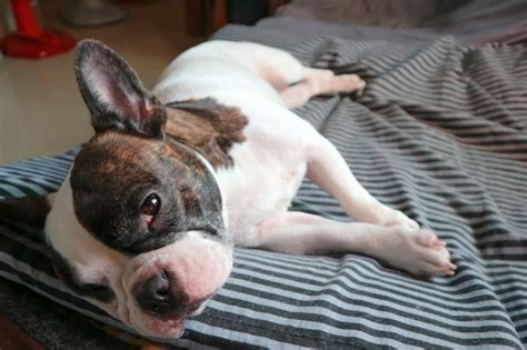 11 Best Indoor Dog Breeds: Dogs Who Like to Stay Inside!