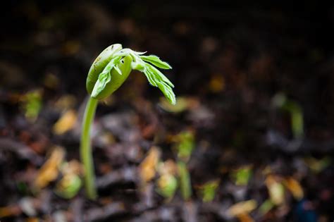 Seed of plant growing from soil on ground Photograph by Kittipan Boonsopit