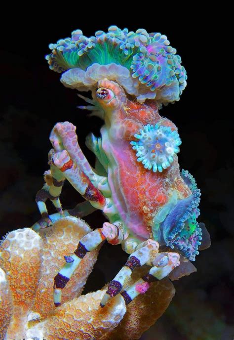 The decorator crab likes to use corals and anemones to camouflage and defend themselves. They ...