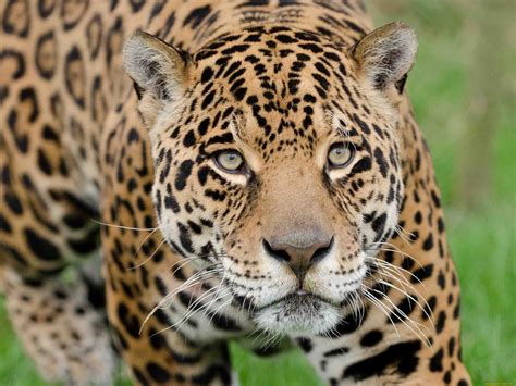 Free photo: Wild Jaguar - Animal, Forest, Jaguar - Free Download - Jooinn