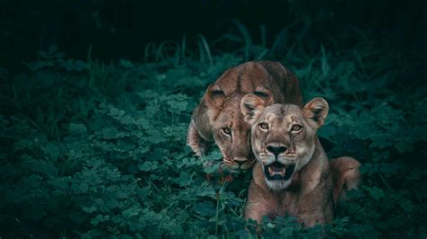 3840x2160 Lions Wildlife 5k 4K ,HD 4k Wallpapers,Images,Backgrounds ...