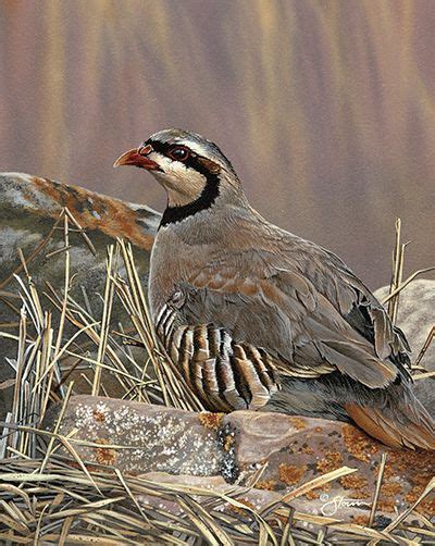 Chukar - Wildlife painting by Scot Storm | Wildlife art, Wildlife paintings, Bird art