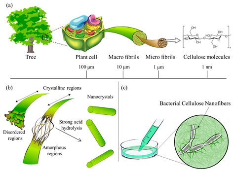 Cellulose contained in plants or trees has a hierarchical structure... | Download Scientific Diagram