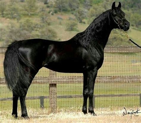 Black Arabian Horse