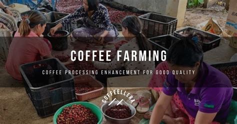 Coffee Farming: Coffee Processing Enhancement for Good Quality