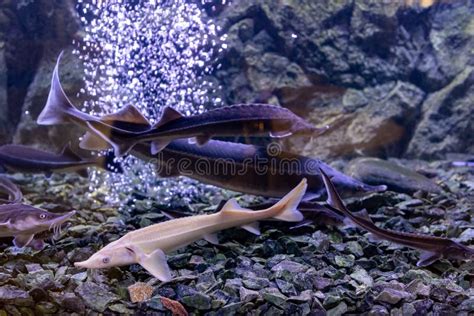 Sturgeon Fish in the Aquarium. White Sturgeon Stock Photo - Image of ...