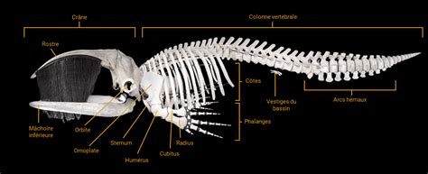 Understanding the Past... One Phalanx at a Time - Baleines en direct